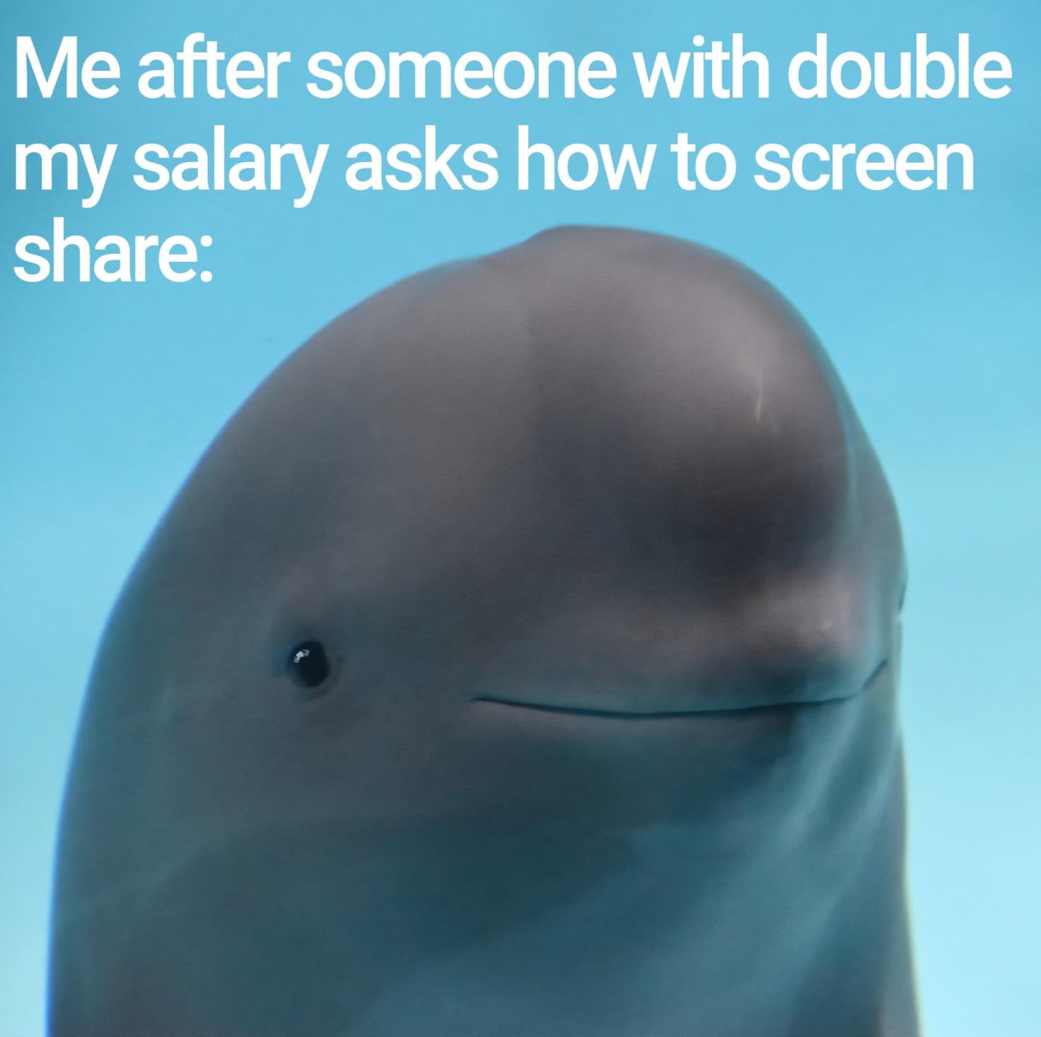 beluga whale - Me after someone with double my salary asks how to screen